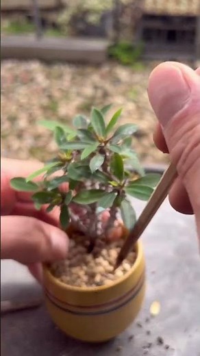 【ユーフォルビア】ハナキリンの植え替え #ユーフォルビア #多肉植物育て方 #サボテン #プランツタクト