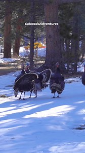 Turkey argument! 😄 🤣 😂 #wildturkey #coloradoadventures #Colorado #turkey #wildlifephotography | Colorado Adventures