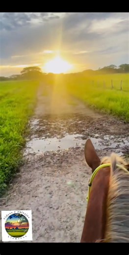videps llaneros #viralvideoシ #paratiiiiiiiiiiiiiiiiiiiiiiiiiiiiiii #paisajesnaturales #paisajes #llanoadentro #Llanosorientales | Videos Paisajes Llaneros