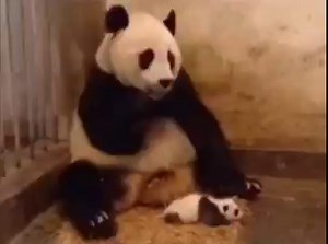 A baby panda sneezes so loudly that it startles her mother.