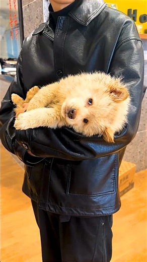 Man Saves Angry Dog #shorts