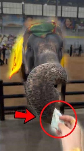 Elephant Figured Out The Ultimate Life Hack... 💸💰😂