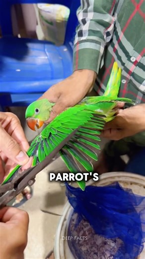 Why You Should NEVER Cut a Parrot’s Wings 🦜✂️