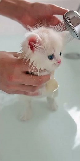 Tiny Kitten’s First Swim Experience! Adorable Paddles & Gentle Bath Time 💧🐾 #cute #kitten #cat #meow