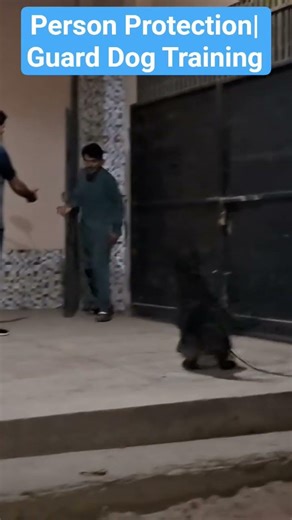 Person Protection| Guard Dog Training #animals #dog #gsd #guarddog