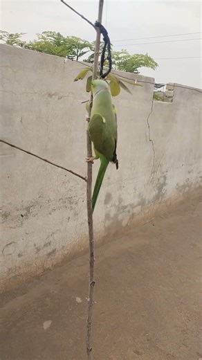 #parrot Meda sohera mitho 🦜