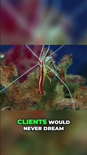 Cleaner Shrimp: Reef's Tiny Heroes Saving Big Fish!