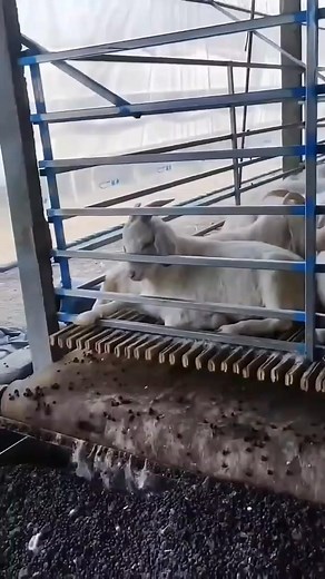 130K views · 291 reactions | Kandang modern #cattle #cows #jangkauan #fypreels | Desa Sapi | Facebook