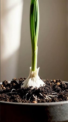 Growing Garlic From Clove Time Lapse – 42 Days