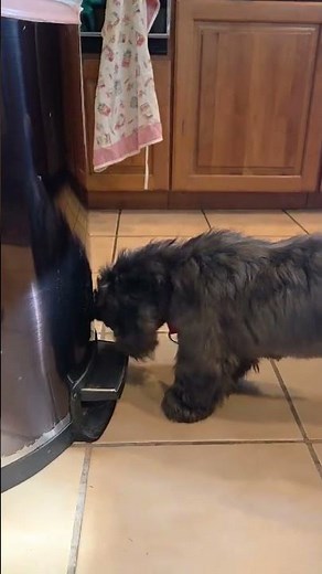 Meet Sapphire a Shih Tzu currently available for adoption! 8/1/2025 7:22:34 PM