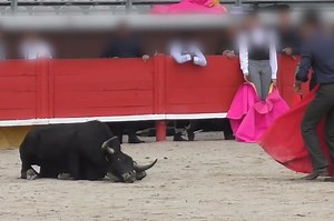 Children cheer as bull dies a slow death at bullfighting school