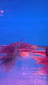 Did you know? 🐟 The tire track eel isn’t a true eel ! It’s actually a fish! With its cool tire-mark patterns and burrowing habits, this shy beauty is one of the most unique freshwater pets you can keep. 🌊✨ #fish #aquatic #aqaurium | Chew Thean Yeang Aquatic & Pet