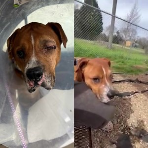 JB was found in severe pain after sustaining extreme head trauma. Our hearts break to know that this heinous act was most likely intentional, as it is believed to be caused by a 2x4 or similar-sized object. Because of the extent of the injuries, poor JB needed to have his eye removed. We are still working to cover his vaccines and potential heartworm treatment depending on his results. JB didn’t deserve what happened to him, but we are doing everything we can to help restore his faith in humanit