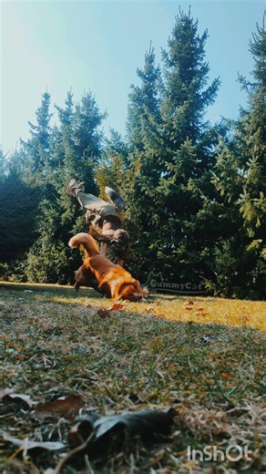 I'm alive ok |#therian #quadrobics #therianquads #therianfyp #dog #dogjumping #otherpaw #highjump