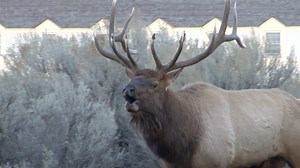 Elk hunters should find plenty of elk in most of the state - Local News 8