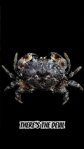 One Bite and You're Done: The World's Most Dangerous Crabs