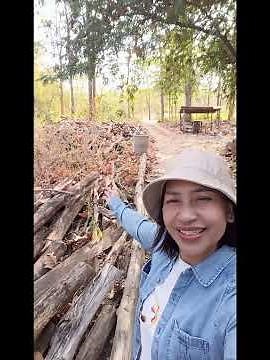ปลูกต้นไม้ไว้ถี่เกินไป พอโตแล้วจัดการอย่างไร? เปลี่ยนไม้ที่ตัดออกให้เกิดประโยชน์