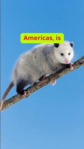 The Opossum’s Secret: How Playing Dead Saves Its Life #facts #wildliferescue #animals #wildlife