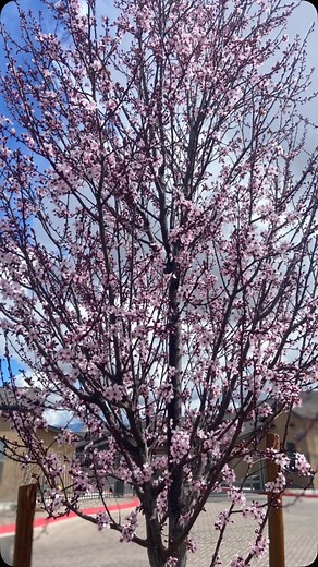 11 reactions | Spring is in the air at Overture Andalucia! Call to schedule a tour today! #overtureandalucia #andaluciaawaits | Overture Andalucia | Facebook