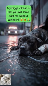 1. A rescued Rhodesian Ridgeback resting face down near a roadside divider, rain-soaked ground, bandaged leg and paw, IV stand visible, clear daylight realism. | Animal Lovers
