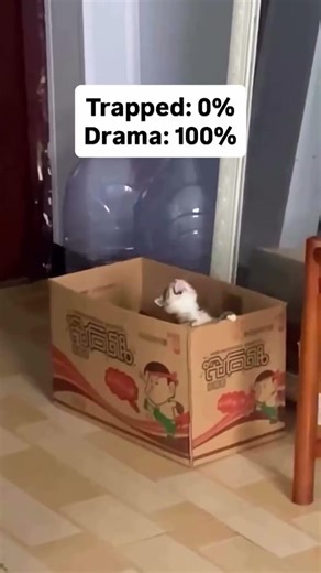 Trapped… betrayed… abandoned… (it’s literally his box) 📦🐱🎭.