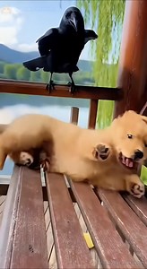 334K views · 367 reactions | Parrot Puts a Crab on His Belly and He Wakes Up Screaming 呂#dog #parrot #funnyshorts #prank #AI | Chunky Cat and Friends | Facebook