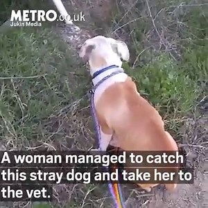 This stray dog led her rescuers to an adorable litter of tiny puppies! | Metro