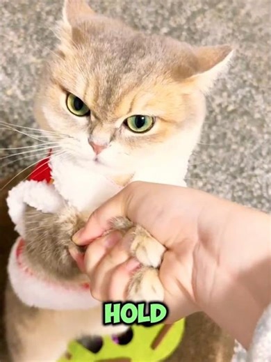 This Cat Has the Grumpiest Face 😡🥰 #shortsvideo