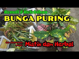 6 Kelebihan Bunga Puring