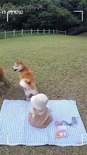 海外防犯カメラ映像！猿から赤ちゃんを守った柴犬！#防犯カメラ #海外映像 #柴犬 #猿 #奇跡の瞬間 #感動映像 #動物の本能 #犬の勇気 #shorts #仰天映像 #animalshorts