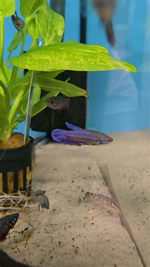 5.6K views · 18 reactions | Is this a male Betta? It may be and came in as a female? #betta #bettafish #siamesefightingfish #bettasplendens #fish #tropicalfish #tropicalfishtank #bettatank #aquarium #petfish #pet | Premier aquatics ltd | Facebook