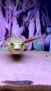 190K views · 941 reactions | This fish bites and eats the same fish...