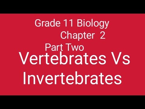 Grade 11, Biology :Vertebrates vs Invertebrates