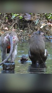 1.9M views · 8.8K reactions | Vixen swimming the water 殺 #reels #monkey | Beloved Monkeys Of Cambodia | Facebook