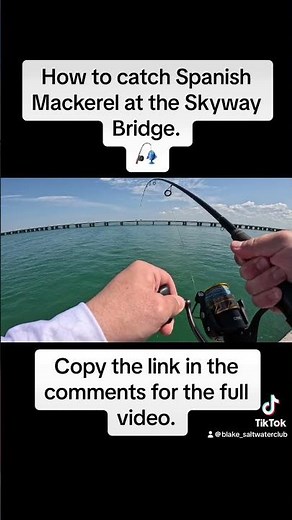 How to catch Spanish Mackerel at the Skyway Bridge #shorts #fishing #spanishmackerel #skyway