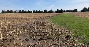 Wheat Pete's Word, Oct 22: Clean air, stalk quality, patchy wheat, and fall fertility