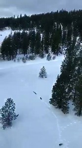 Video footage of wolves north of the elk feeding ground by Troy, Oregon-yesterday. Reports are that they were stalking the elk. (Photos courtesy of Joelleen Linstrom) | Elkhorn Media Group