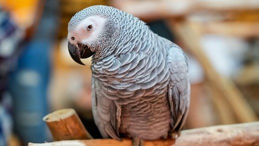 Extraordinary Talking African Grey Parrot Apollo Breaks Guinness World Record
