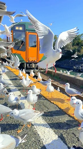 Masami Shirai on Instagram: "A train and a large flock of seagulls at Hamanako Sakume station. Hundreds of seagulls fly to this station from December to March. For overwintering,they are said to travel more than 3,000 km. A man who runs a sushi restaurant nearby has been feeding them for more than a decade. The peak season is from late January to early February, and the cooler the temperature, the more seagulls gather because it is more difficult for them to feed at sea. — 💴Admission to the sta