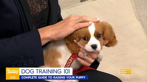 If you are having a rough time training the perfect pooch - from old dogs to young pups - these expert tips have got you covered. #9Today | TODAY