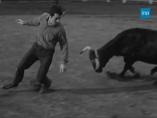 🐂 COURSE DE TAUREAUX 🐂 Connaissez-vous la course landaise ? Cette pratique, issue du milieu du XIXe siècle met l'accent sur l'agilité du participant. Il s'agit ici d'éviter le taureau au dernier moment avec une esquive pleine de grâce... Démonstration en 1970 devant un public de connaisseurs, passionnés de cette pratique. | INA