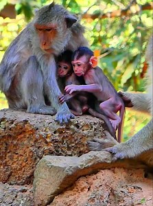 10K views · 258 reactions | Incredible Story! A Poor Baby Really Got Swellen Big Serious Eyes Cos Cry Loudly | Monkey Video | Facebook