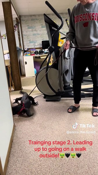 Training stage 2! Getting jim used to the harness and being directed where to go! This was about a year ago (other than the last two clips, those are new😂). Zorro is ready for the outdoors😈🐲😈🐲😈 #monitorlizard #reptilesoftiktok #godzilla #monster #dragon #reptiledads #watermonitor #dinosaur #komododragon #asainwatermonitor #lizard #reptiles
