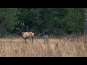 Here's an oldie but a goodie episode from the Outdoor Idaho vault...calling in a bull elk, talking to the animals… it’s one of the bucket-list adventures in tonight's show. “My Excellent Adventure,” airing at 8pm on the Idaho Channel! Or stream anytime at https://bit.ly/47fKmZb | Outdoor Idaho