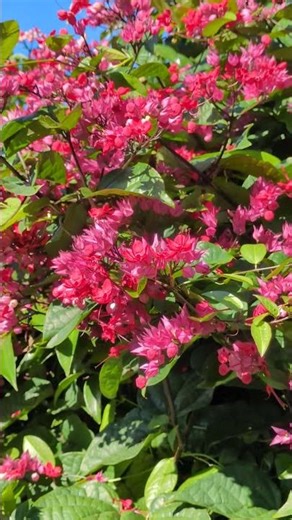 a moment of mindfulness in my backyard