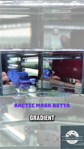 Fighting fish, ready #aquarium #fishtank #bettafish #bettausa #betta