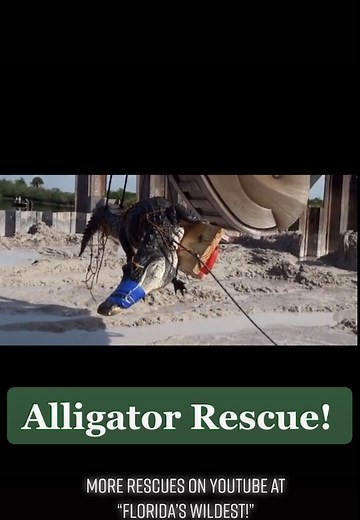 Unbelievable Alligator Rescue in Florida