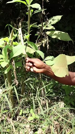 Hilarious Cartoon Comedy by Kenyan TikTok Star