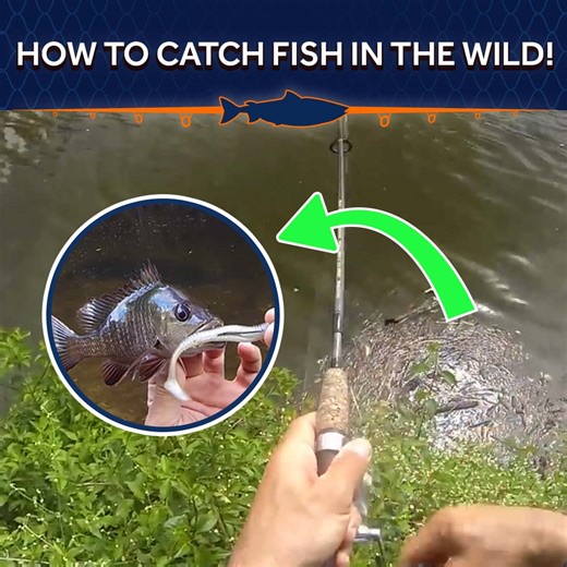 Exploring Creeks and Rivers en route to Cairns 🐟 | Andy's Fishing Wild Cook on Youtube