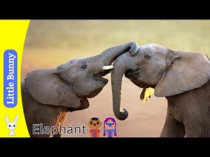 Learn All About Elephants | Fun Educational Video for Kids